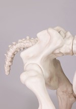 6 ft. Horse Skeleton Decoration Alt 3