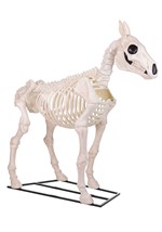 6 ft. Horse Skeleton Decoration Alt 6