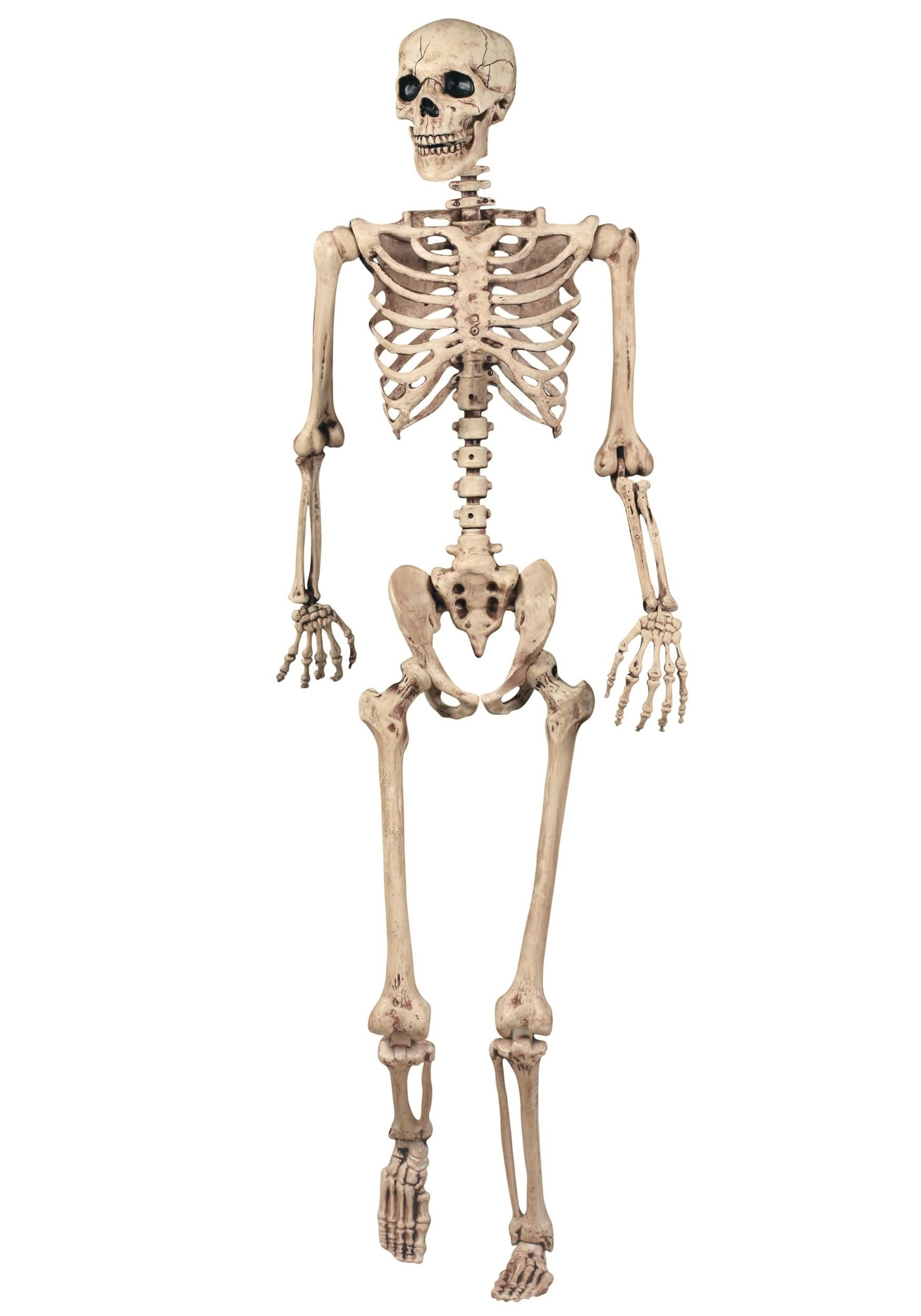 5FT Realistic Life Size Poseable Skeleton Decoration , Skeleton Decorations