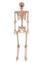 Metal Stand for Lifesize Skeletons