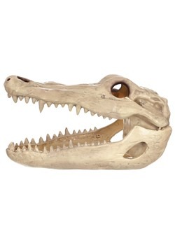 13.5" Alligator Head Skeleton Prop