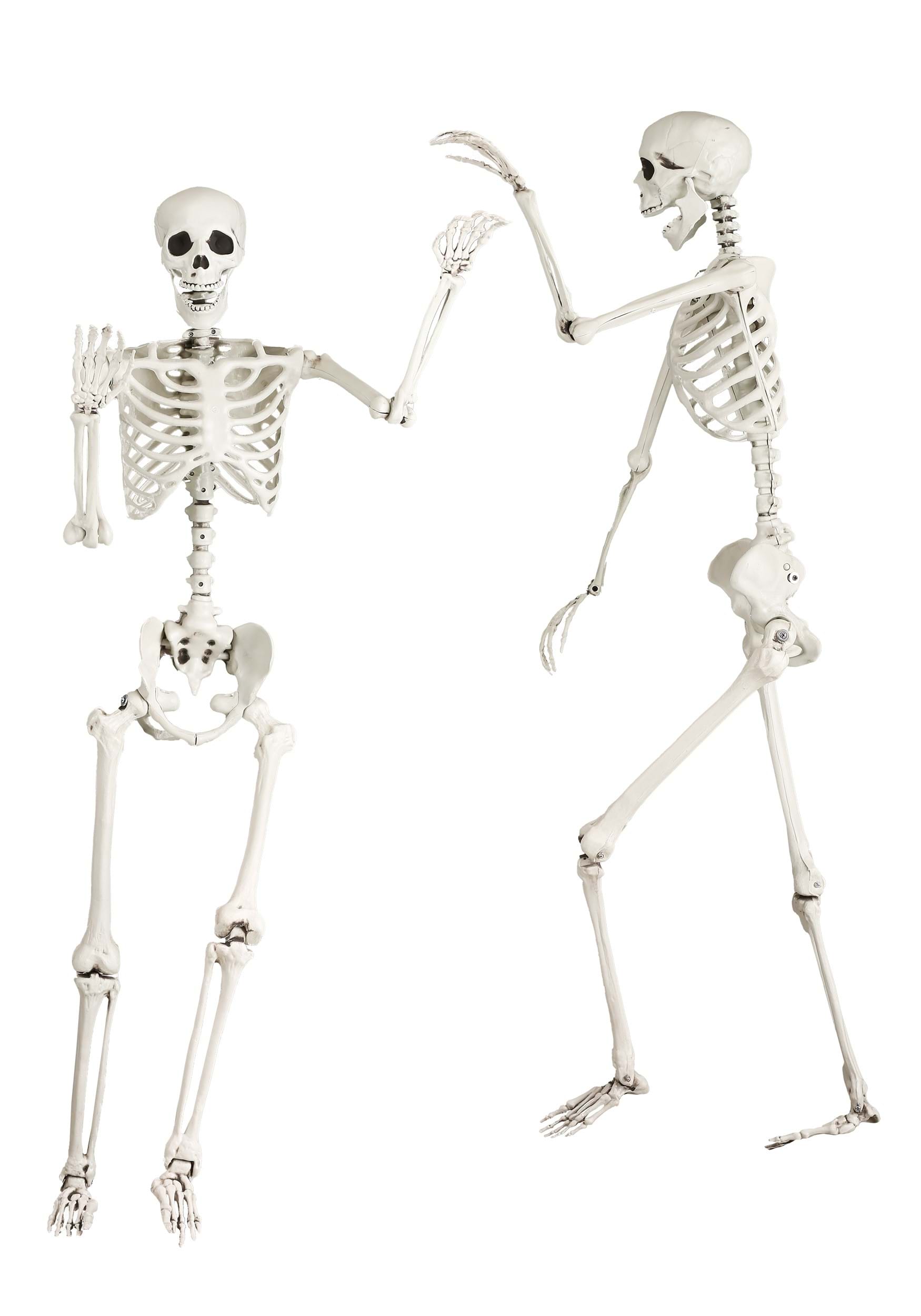 5 Foot Posable Georgie the Skeleton Life Size Halloween Prop