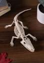 4 Baby Alligator Skeleton Prop