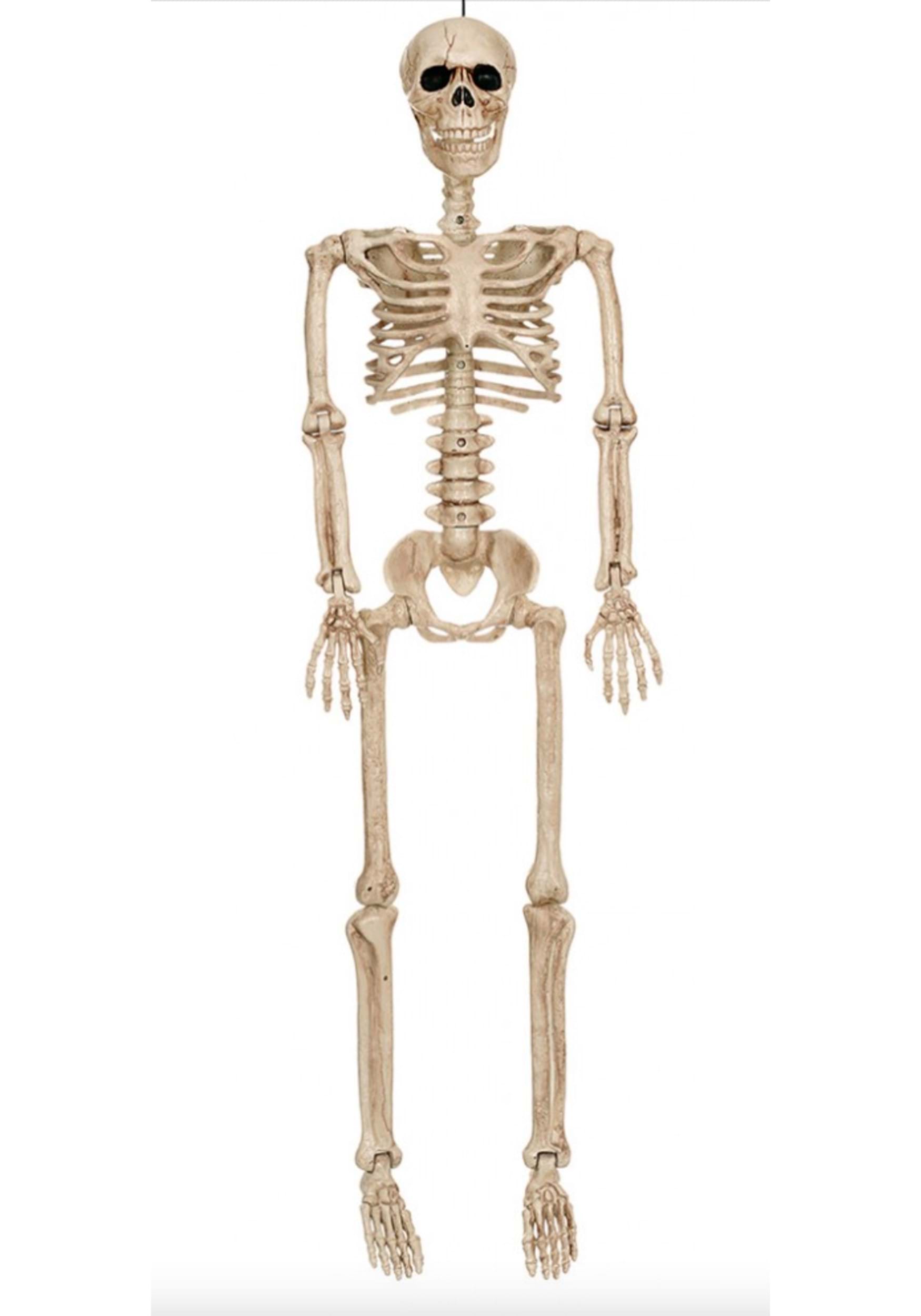 36-inch Posable Skeleton
