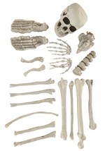 Bag of Bones Halloween Decoration Alt 1