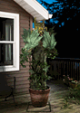 6FT The Potted Predator Plant Animatronic Decoration